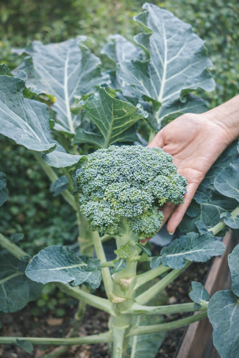 Homegrown broccoli plant with a large green head being harvested by hand in a raised garden bed