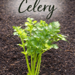 How to grow celery Pinterest graphic featuring healthy celery plant in garden with FirstHomeLoveLife.com