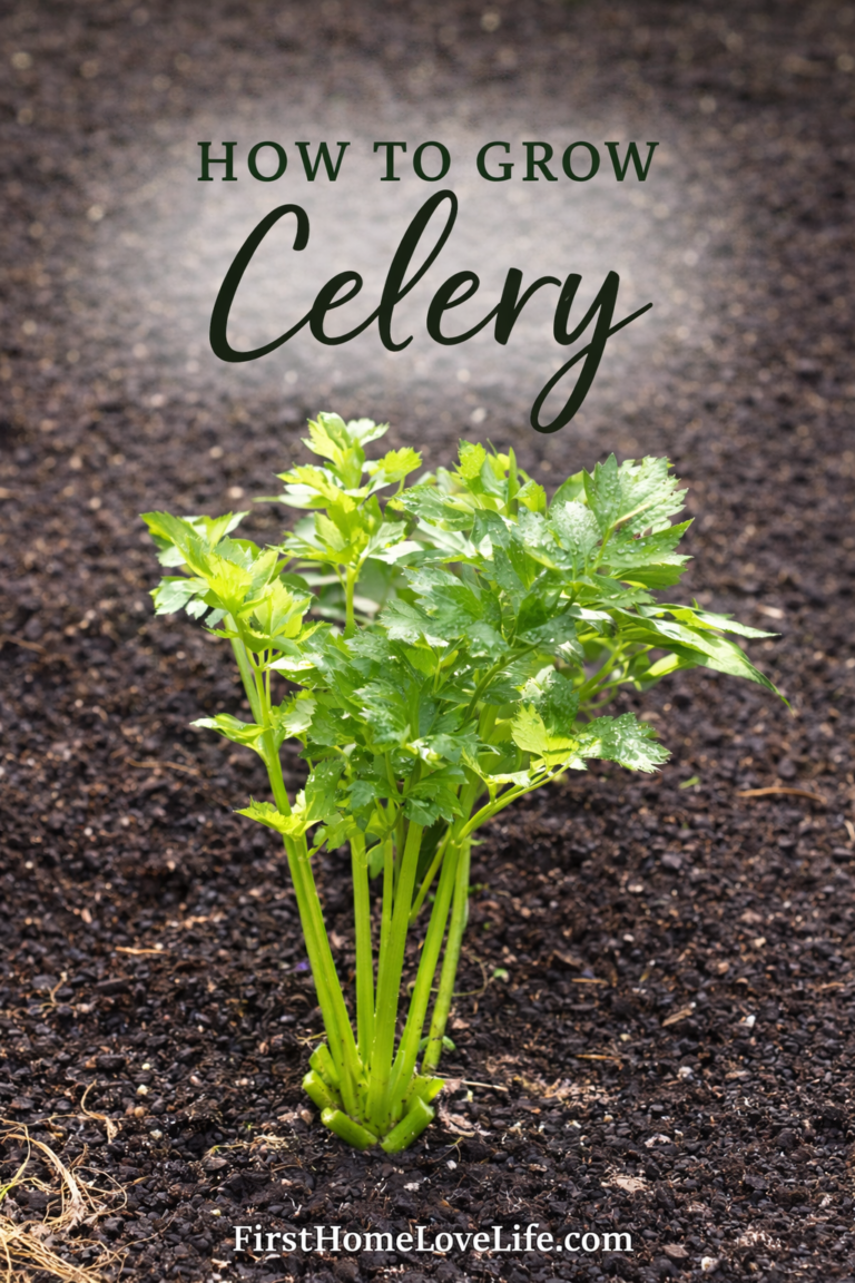 How to grow celery Pinterest graphic featuring healthy celery plant in garden with FirstHomeLoveLife.com