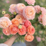 Soft pink and peach ranunculus flowers freshly cut from the garden, held in hand with a blurred green background, perfect for spring flower growing and cut flower inspiration.