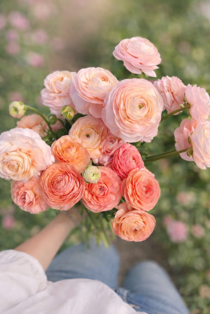 Soft pink and peach ranunculus flowers freshly cut from the garden, held in hand with a blurred green background, perfect for spring flower growing and cut flower inspiration.