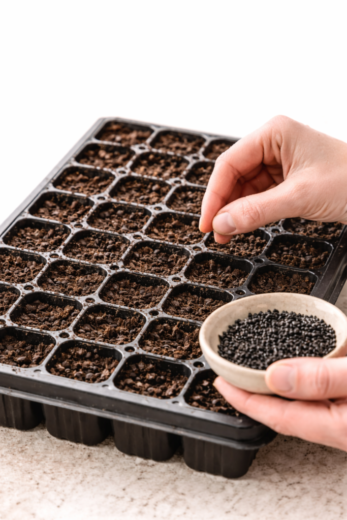 Hands sowing tiny black onion seeds into seed starting trays filled with soil indoors
