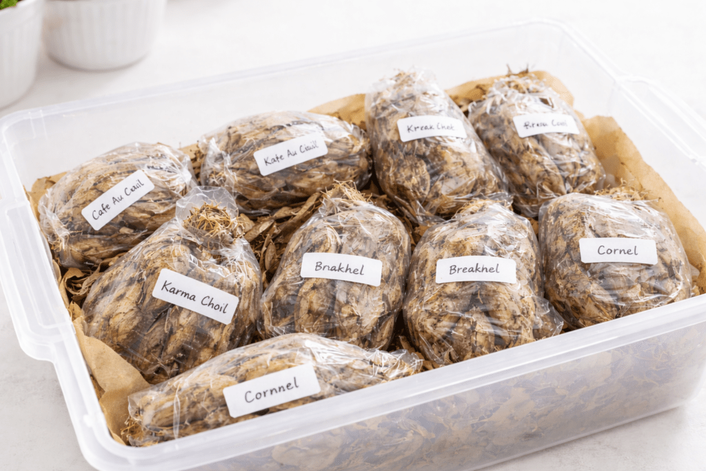 Dahlia tubers wrapped in plastic wrap and stored inside a clear plastic tote for winter storage.