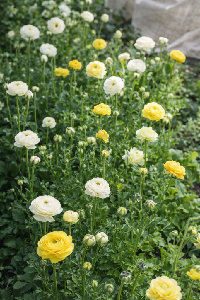 White and yellow ranunculus flowers blooming in a lush spring garden bed, showing healthy ranunculus plants growing outdoors.