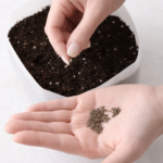 Hand placing seeds into potting soil in a milk jug for winter sowing in Zone 5.