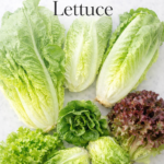 different varieties of lettuce including romaine butterhead and red leaf on marble background for how to grow lettuce gardening guide